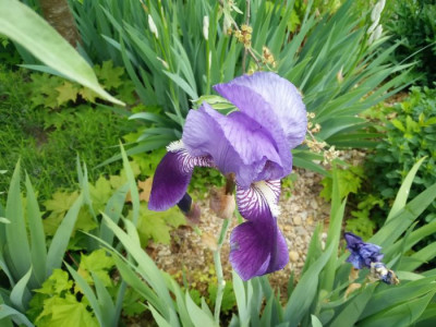 Iris_010516a.jpg