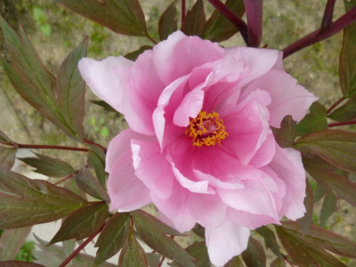 P1000845.JPG