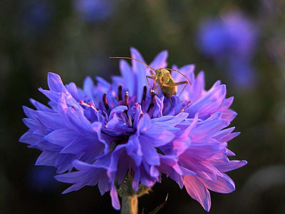 kornblume_mit_besuch29-799.jpg