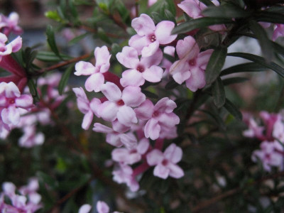 Daphne x hendersonii  'Ernst Hauser'  ...   3.5.16 019.jpg