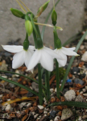 Acis nicaeensis  ...   3.5.16 008.jpg