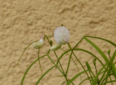 2016-05-03 Lathyrus vernus 'Fino Fino' 2.jpg