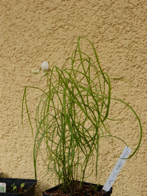 2016-05-03 Lathyrus vernus 'Fino Fino'.jpg