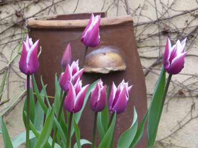 2016-05-03 Tulpen.jpg