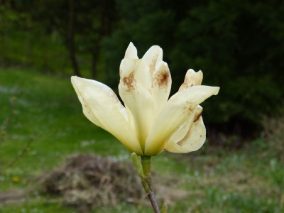 2016-05-03 Magnolia 'Yellow River' 1.jpg