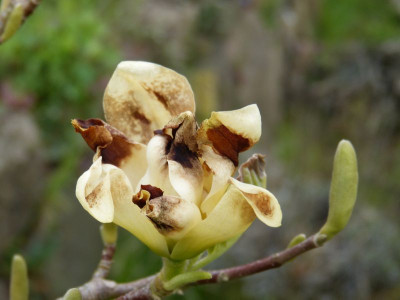 2016-05-03 Magnolia 'Yellow River' 2.jpg
