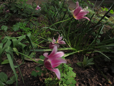 tulpeballadeende.img.JPG