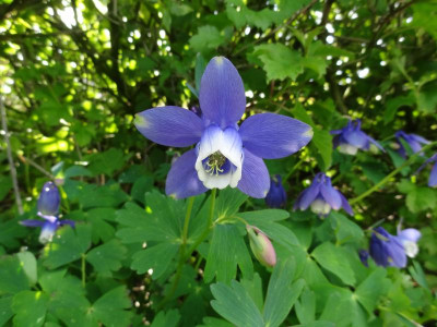 Aquilegia flabellata Nana May 2016.JPG