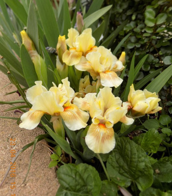 Cream and Peaches  small DSCN0200.jpg