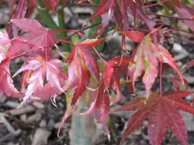 DSCN2575.JPG