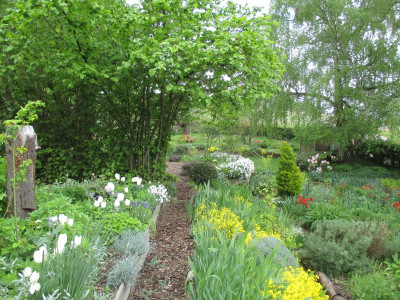 Rosenbeet 20160503.jpg