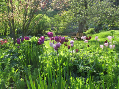 Phlomisbeet 20160502.jpg