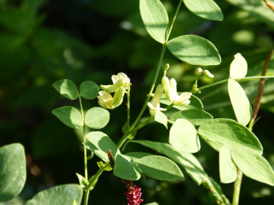 2015-08-03 Lathyrus davidii.jpg