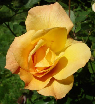 Autumn_Sunset0906.jpg