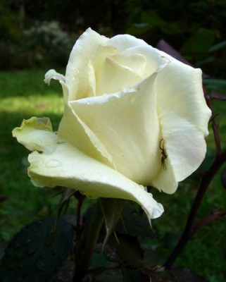 Memoire0906.JPG