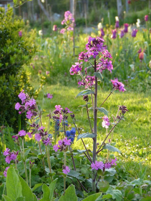 2016-05-04 Gartenimpressionen 3.jpg