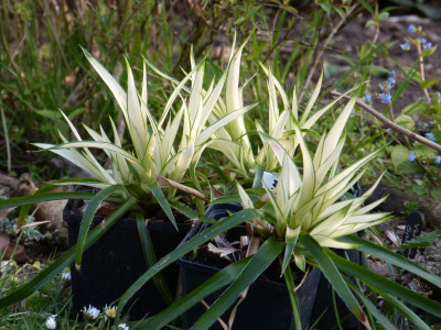 2016-05-04 Luzula sylvatica 'Taggarts Cream'.jpg