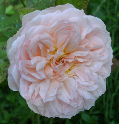 Apricot_Parfait0906.jpg