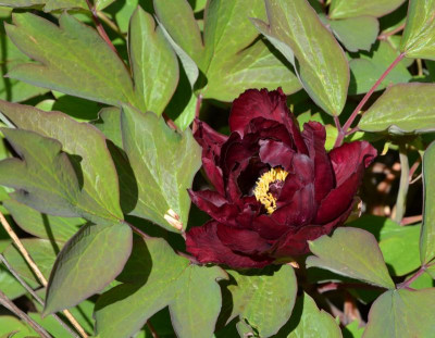 Paeonia-Mo Run Jue Lun.16-1.jpg