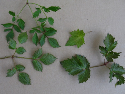 Pumila Simplicifolia Nello T01 (Kopie).jpg