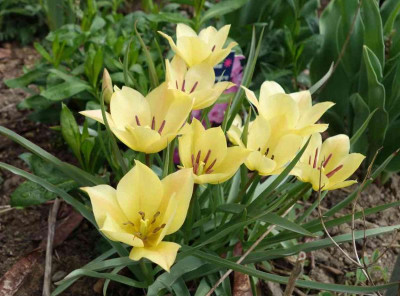 Tulipa-BrightGem.15-1.jpg