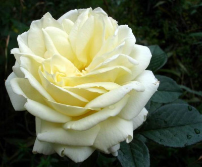 White_Gold0906.JPG