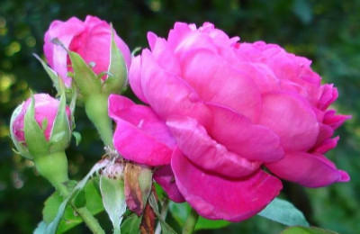 RosedeResht0906.jpg