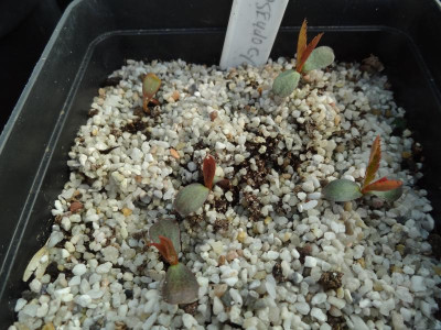 Pseudocydonia sinensis Germination May 2016.JPG
