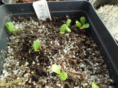 Schisandra chinensis Germination May 2016.JPG