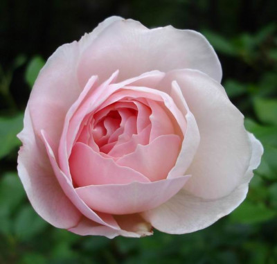 Gertrude_Jekyll0906.jpg