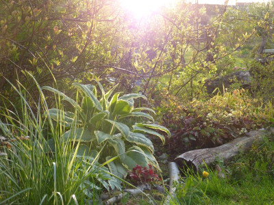 2016-05-04 Gartenimpressionen 2.jpg