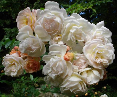 GhislainedeFeligonde0906.jpg