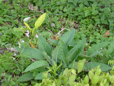 2016-05-04 Symphytum uplandicum Bocking No. 1 und 'All Gold'.jpg