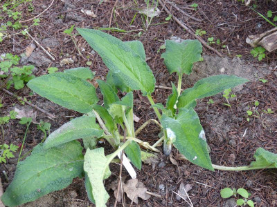 2016-05-04 Symphytum uplandicum 'Denford Variegated'.jpg