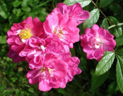 Robin_Hood0906.jpg