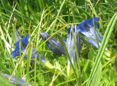 Enzian kelchblätter-ax.jpg