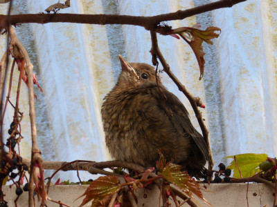 2016-05-05 Amsel.jpg