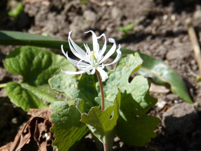 2016-05-05 Sanguinaria canadensis 'Star'.jpg