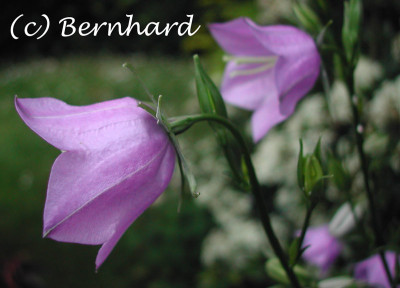 campanula_zufall_breit.jpg