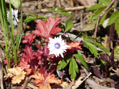 2016-05-05 Anemone nemorosa 'Blue Eyes'.jpg