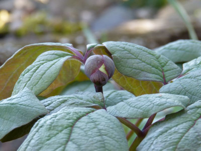 2016-05-05 Paeonia obovata.jpg