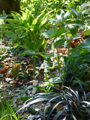 2016-05-05 Gartenimpressionen 1.jpg