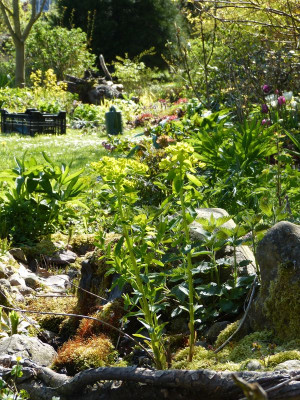2016-05-05 Gartenimpressionen 2.jpg