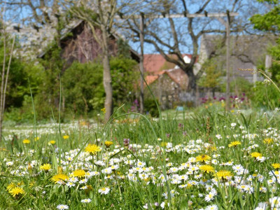 2016-05-05 Gartenimpressionen 3.jpg