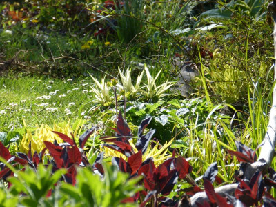 2016-05-05 Gartenimpressionen 4.jpg