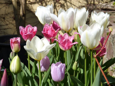 2016-05-05 Tulpen 1.jpg