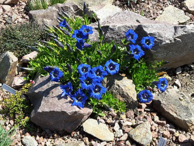Gentiana acaulis 05.05.16.jpg