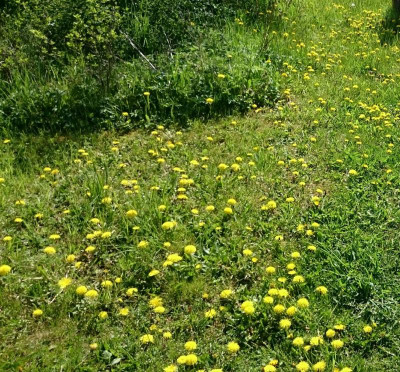 _20160505_124908.JPG