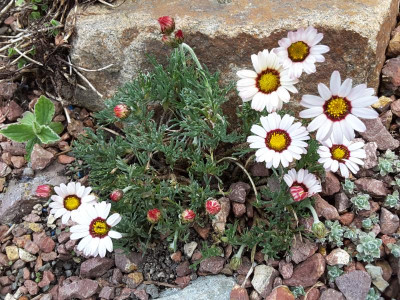 Chrysanthemum maresii 05.05.16.png