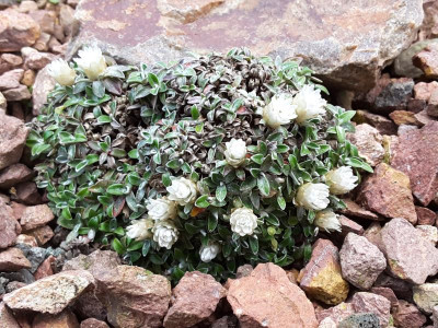 Helichrysum sessilioides 05.05.16.png